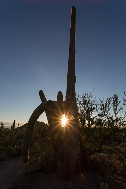 10-20 - 15.jpg - Saguaro National Park, West Part